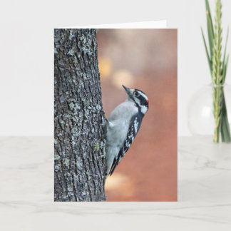 Tarjeta Downy Woodpecker Blank Note Card