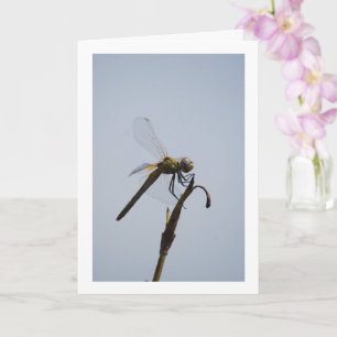 Tarjeta Dragonfly con bastón