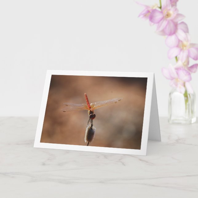 Tarjeta Dragonfly de ala naranja (Orquídea)