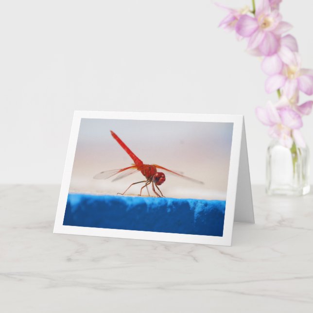 Tarjeta Dragonfly de ala naranja (Orquídea)