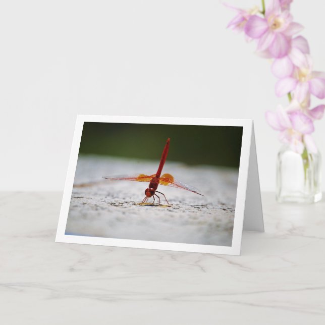 Tarjeta Dragonfly de ala naranja (Orquídea)