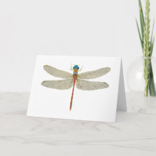 Tarjeta Dragonfly de Meadowhawk con la cara azul