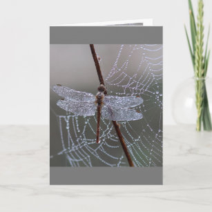Tarjeta Dragonfly Dragonflies Significa