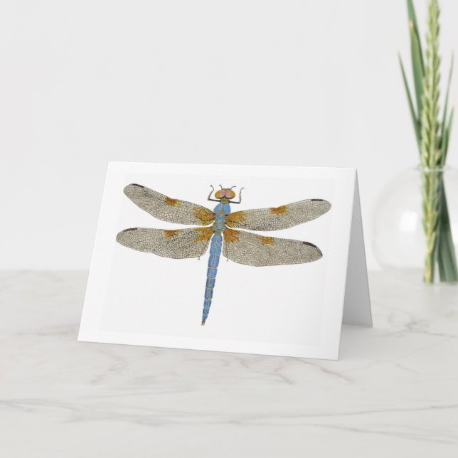 Tarjeta Dragonfly macho con piel blanqueada (Anverso)