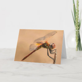 Tarjeta Dragonfly pintado aislado contra Ecru