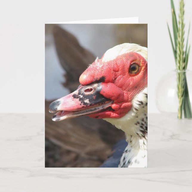 Tarjeta   Drake Muscovy (Anverso)