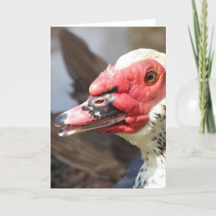 Tarjeta   Drake Muscovy