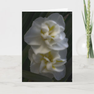 Tarjeta Dreamy Narcissus Daffodils