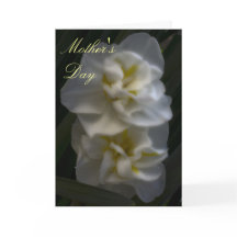 Dreamy Narcissus Daffodils Día de la Madre