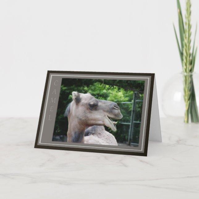 Tarjeta Dromedary Camel Wildlife (Anverso)