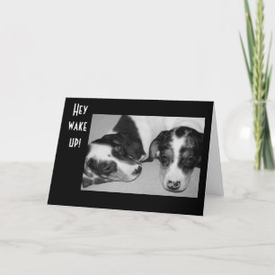 TARJETA DROWSY DACHSHUNDS CUARENTA CUMPLEAÑOS