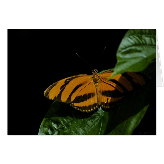 Tarjeta Dryad (Anverso (Horizontal))