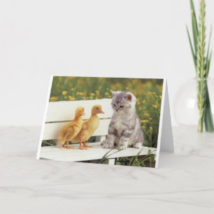 Tarjeta Duckheap y gatito de la entrevista de amigos.