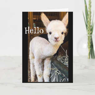 TARJETA DULCE ALPACA DICE "FELIZ DÍA DE NACIMIENTO"