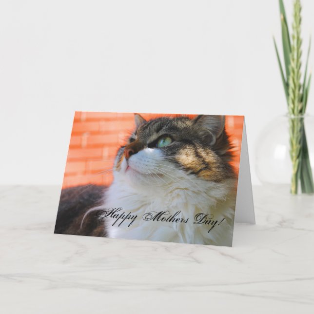 Tarjeta Dulce Ragdoll Cat Happy Mothers Day Card (Anverso)