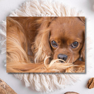 Tarjeta Dulce Ruby Cavalier King Charles Spaniel