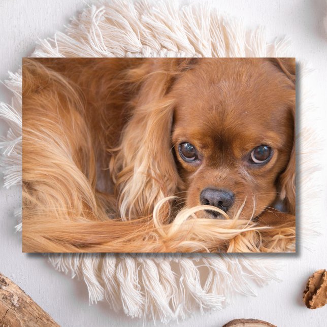 Tarjeta Dulce Ruby Cavalier King Charles Spaniel (Subido por el creador)
