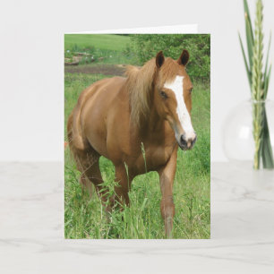 Tarjeta Dunnit, cumpleaños de caballo