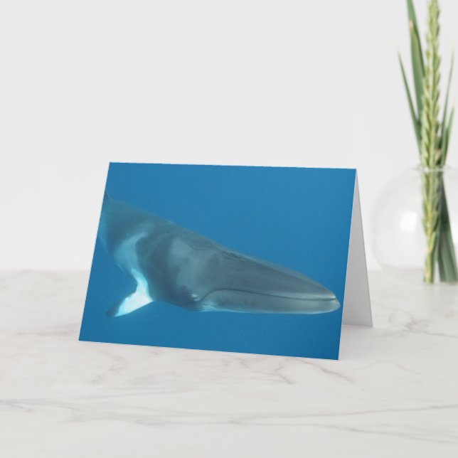Tarjeta Dwarf Minke Whale (Anverso)