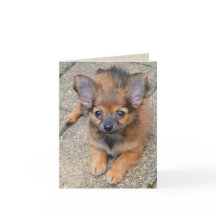 Dylan Cute Long Hair Chihuahua Puppy Birday Card