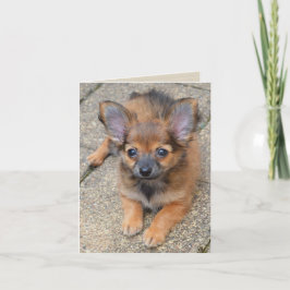 Tarjeta Dylan Cute Long Hair Chihuahua Puppy Birday Card