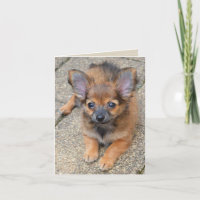 Dylan Cute Long Hair Chihuahua Puppy Birday Card