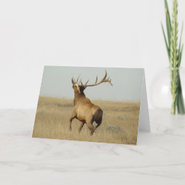 Tarjeta E23 Grasa de alce de toro en bocinas