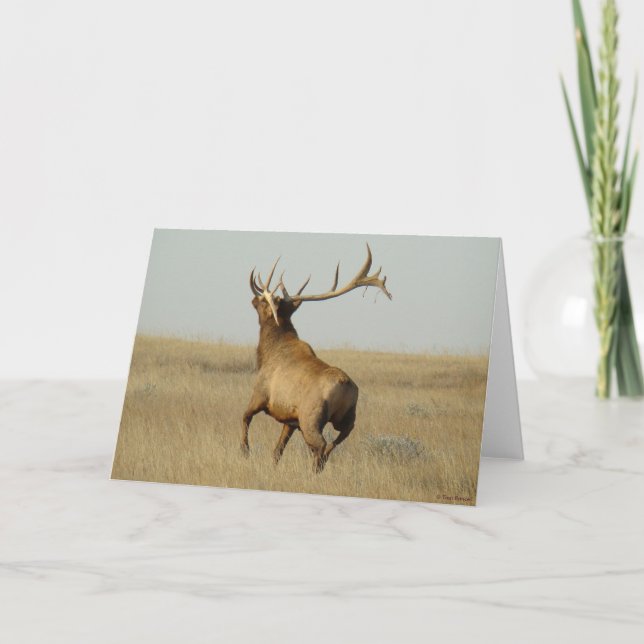 Tarjeta E23 Grasa de alce de toro en bocinas (Anverso)