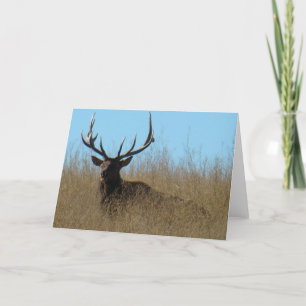 Tarjeta E26 Alce de toro en malezas