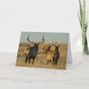 Tarjeta E28 Toro Elk