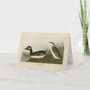 Tarjeta Eared Grebe (grasa de cuello negro) - Audubon