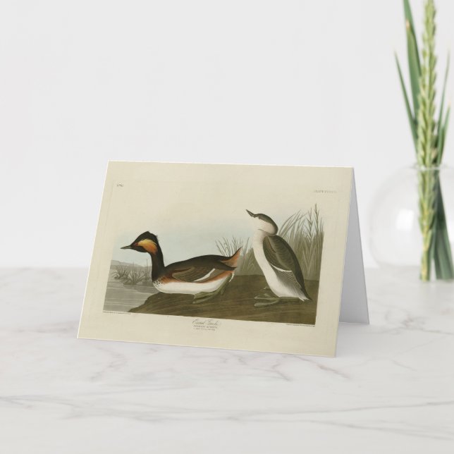Tarjeta Eared Grebe (grasa de cuello negro) - Audubon (Anverso)