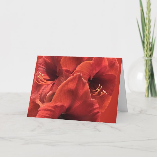 Tarjeta Earthy Ruby Red Amaryllis Closeup Picture (Anverso)