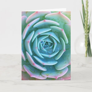 Tarjeta Echeveria Imbricata Suculent Greeting Card