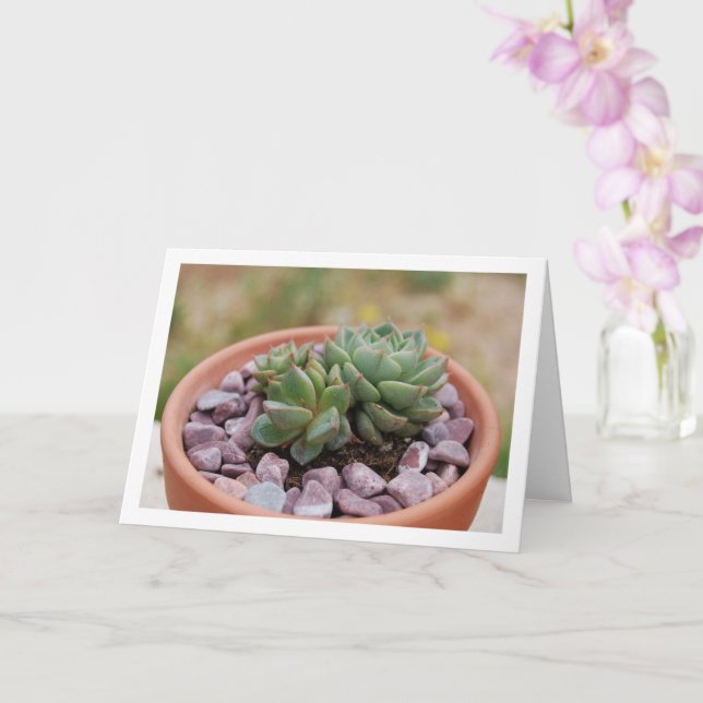 Tarjeta Echeveria Purpusorum, Suculento Planta (Orquídea)