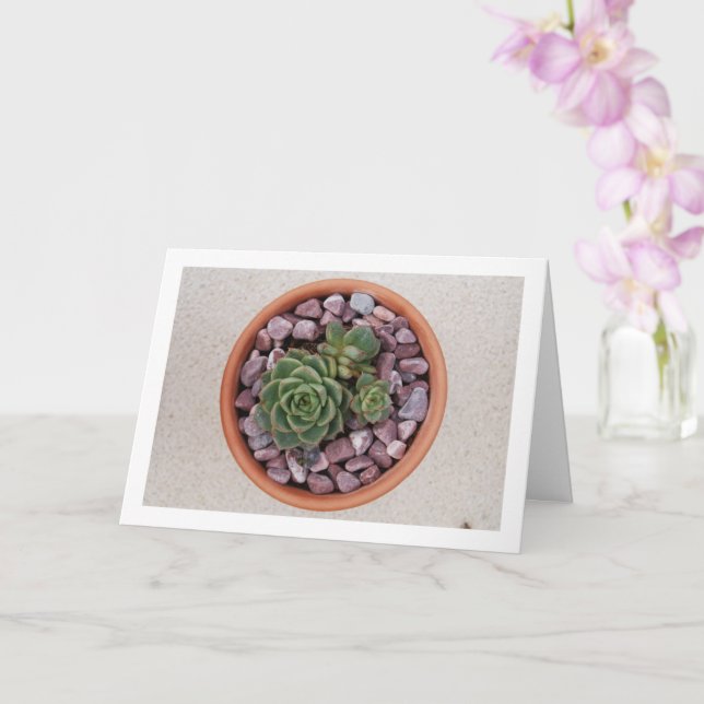 Tarjeta Echeveria Purpusorum, Suculento Planta (Orquídea)