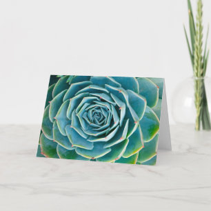 Tarjeta Echeveria Roseta, Jardín Secreto de Marrakech