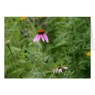 Tarjeta Echinacea