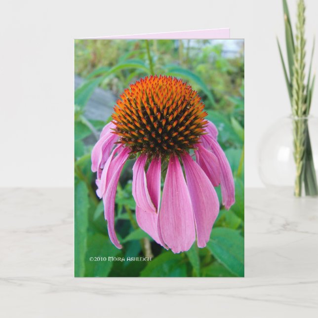 Tarjeta Echinacea Pink (Anverso)