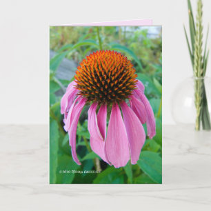 Tarjeta Echinacea Pink