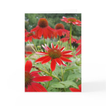 Echinacea rojo Notecards (espacio en blanco