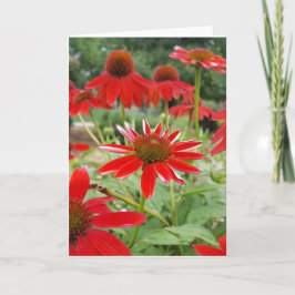 Tarjeta Echinacea rojo Notecards (espacio en blanco