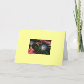 Tarjeta "Echinacea verde #1 "