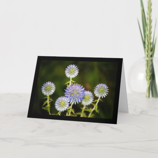 Tarjeta Echinops Sphaerocephalus, Cardos globosos glandula (Anverso)