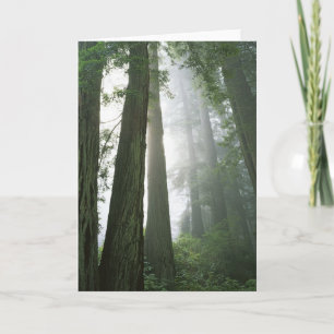 Tarjeta EE.UU., California, Parque Nacional Redwood.