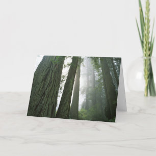 Tarjeta EE.UU., California, Parque Nacional Redwood, 2