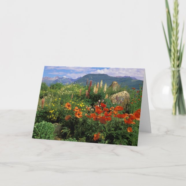 Tarjeta EE.UU., Colorado, Crested Butte. Coppies y lupino (Anverso)