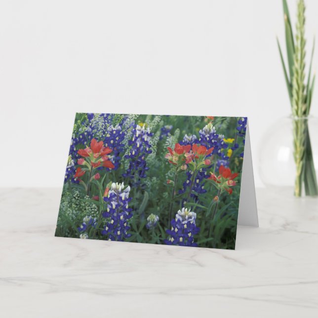 Tarjeta EE.UU., Texas Hill Country. Bluebonnets (Anverso)