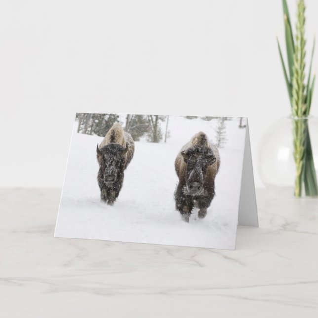 Tarjeta EEUU, WY, Yellowstone NP, American Bison (Bison) (Anverso)