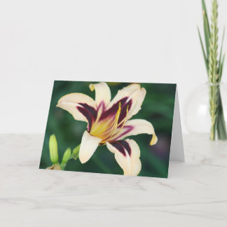Tarjeta Egipcio Queen del Daylily '
